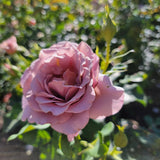 Koko Loco™ (WEKbijou)