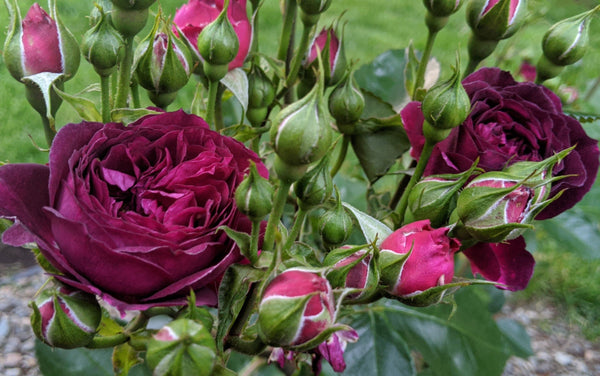 Ebb Tide rose fantastic scent fragrance florist arrangement floral design beautiful double full fully dark deep purple old garden english style exhibition sweet love wholesome sensual sexy sensual fresh bloom blooming petals kindness smell vibrant