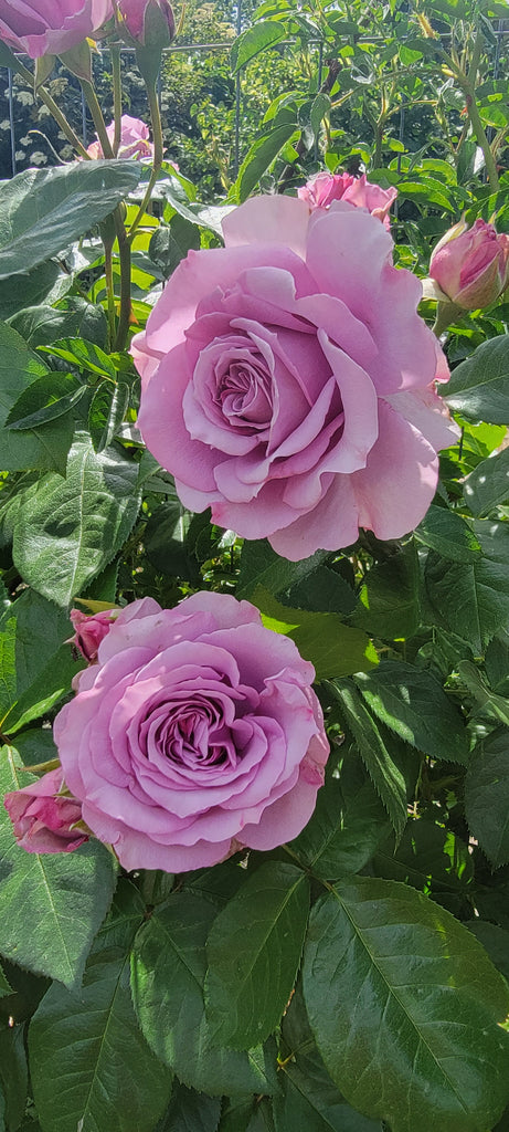 Quicksilver ® (KORpucoblu) – Northland Rosarium