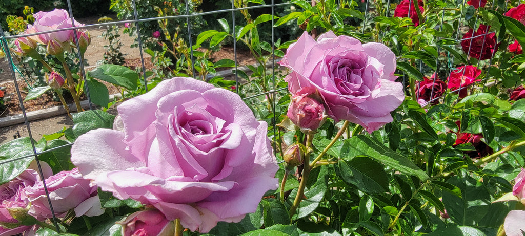 rose♤rose Heirloom Roses - Star-Crossed Lovers™ Hybrid Tea Rose Bush