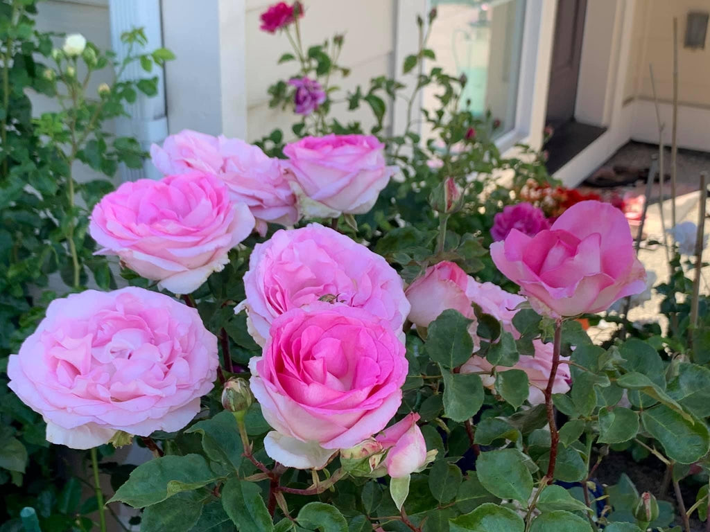 Beverly® (KORpauvio) – Northland Rosarium