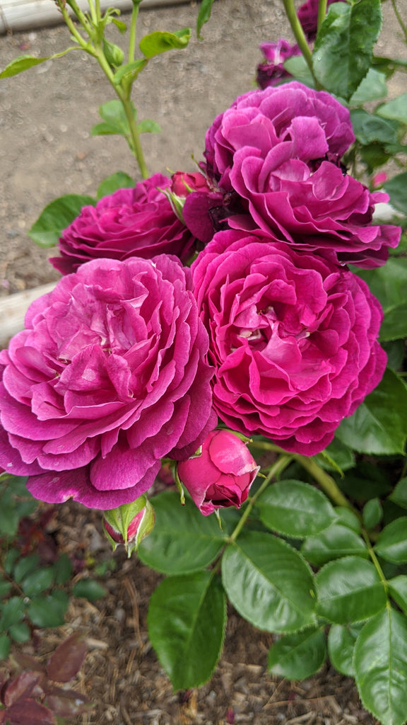 Pink hotsell tide perfume