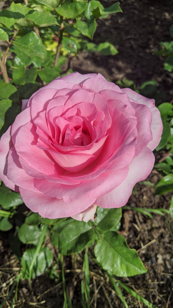 Beverly® (KORpauvio) – Northland Rosarium