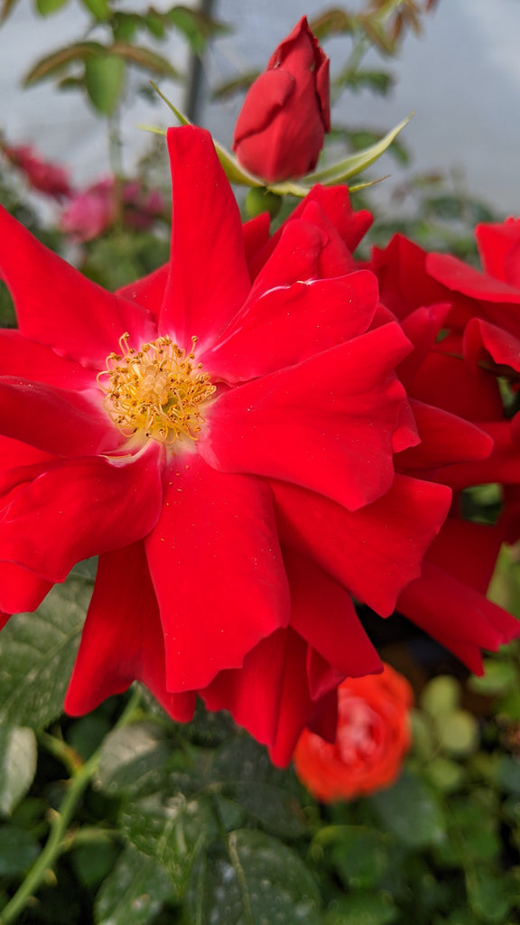 Brilliant Veranda® (KORfloci08) – Northland Rosarium