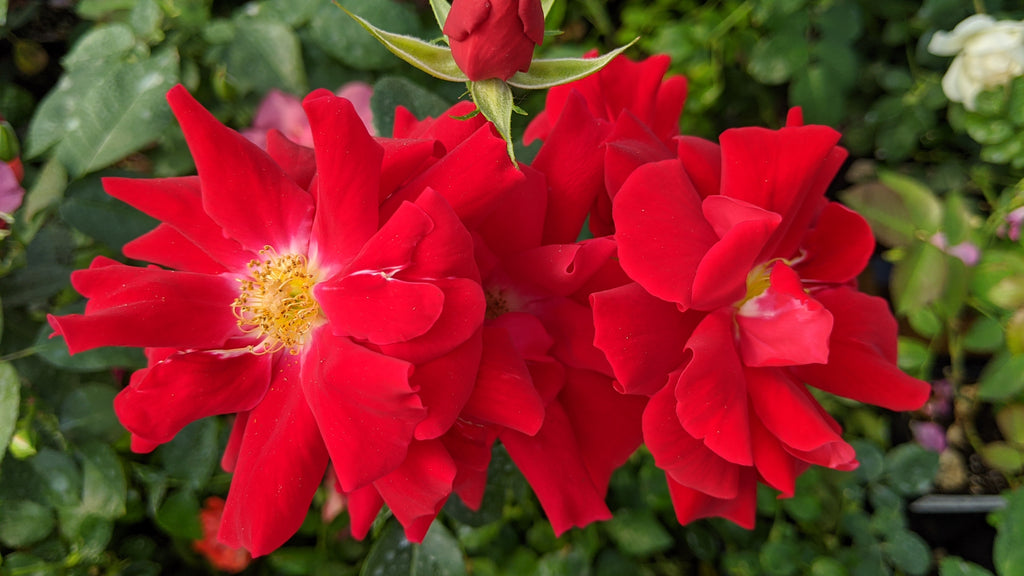 フランス BADONVILLER ROSES レッドローズ 赤い薔薇 プレート