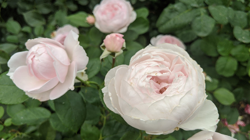earth angel rose seeds Earth Angel (KORgeowim) – Northland Rosarium