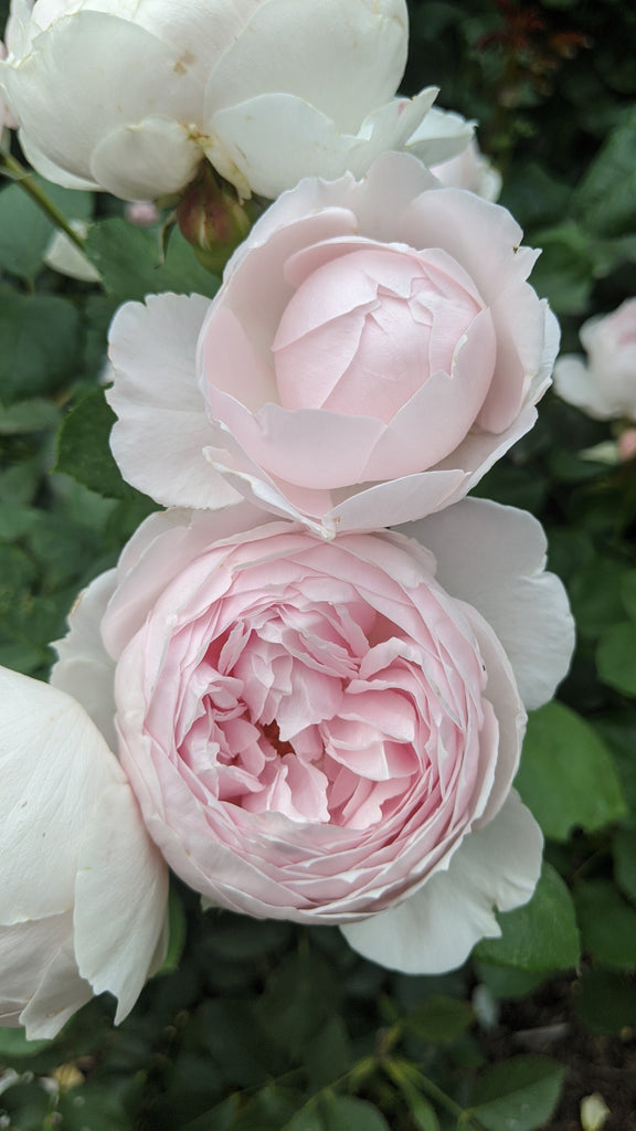 earth angel rose seeds Earth Angel (KORgeowim)