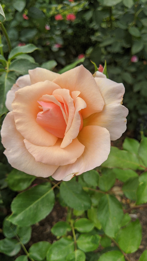 Mother of Pearl® (MEIludere) – Northland Rosarium