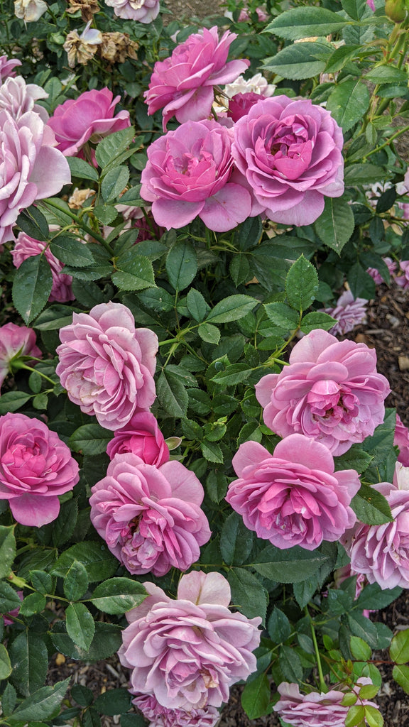 lavender rose plant Lavender Veranda (KORfloci67) – Northland Rosarium