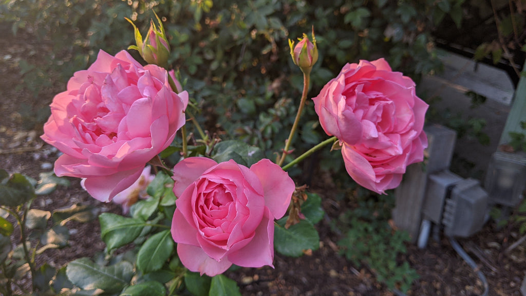 Guy de Maupassant (MEIsocrat) – Northland Rosarium