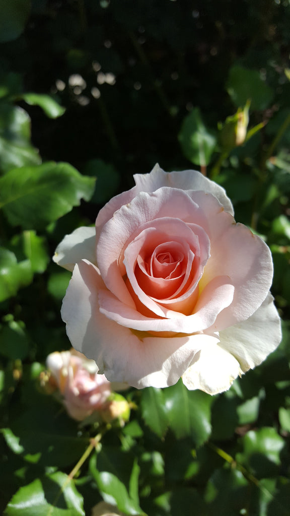 Johann Strauss (MEIoffic) – Northland Rosarium