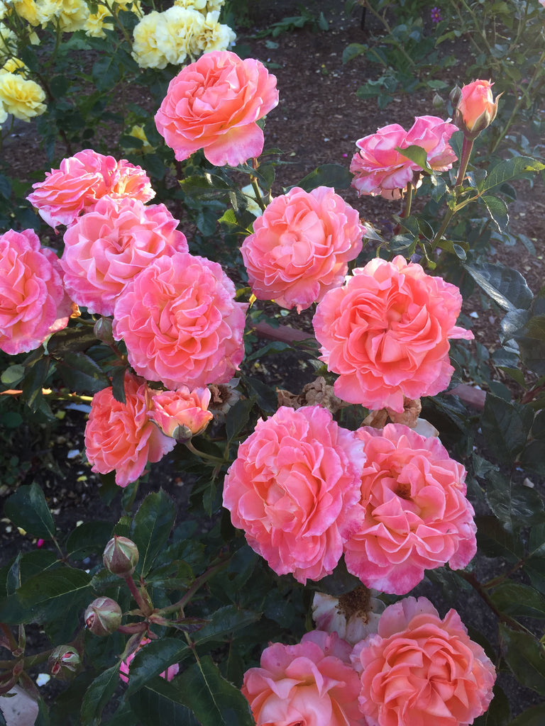 Jump For Joy (WEKnewchi) – Northland Rosarium