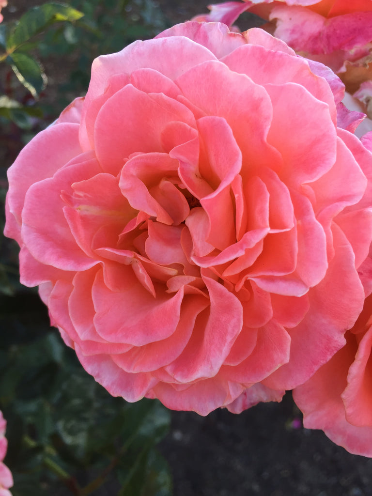 Jump For Joy (WEKnewchi) – Northland Rosarium