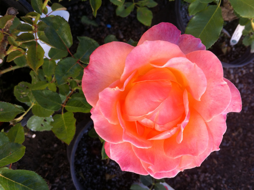 Jump For Joy (WEKnewchi) – Northland Rosarium