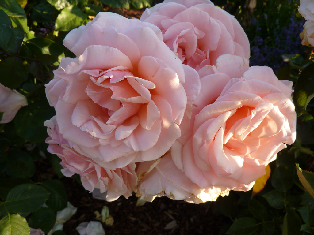 PleiadesRose Galleryベルローズダイヤモンドエディション PleiadesRose Galleryベルローズダイヤモンドエディション ローズ