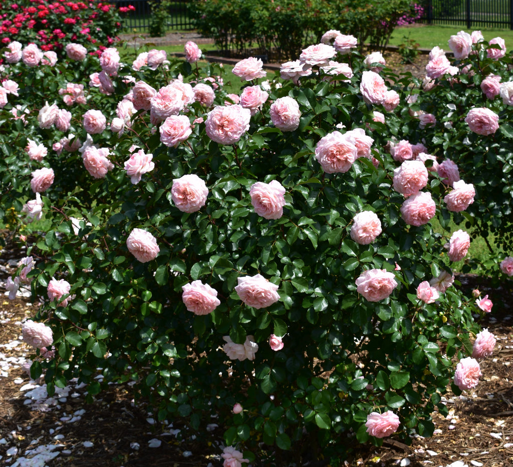 Savannah (KORvioros) – Northland Rosarium