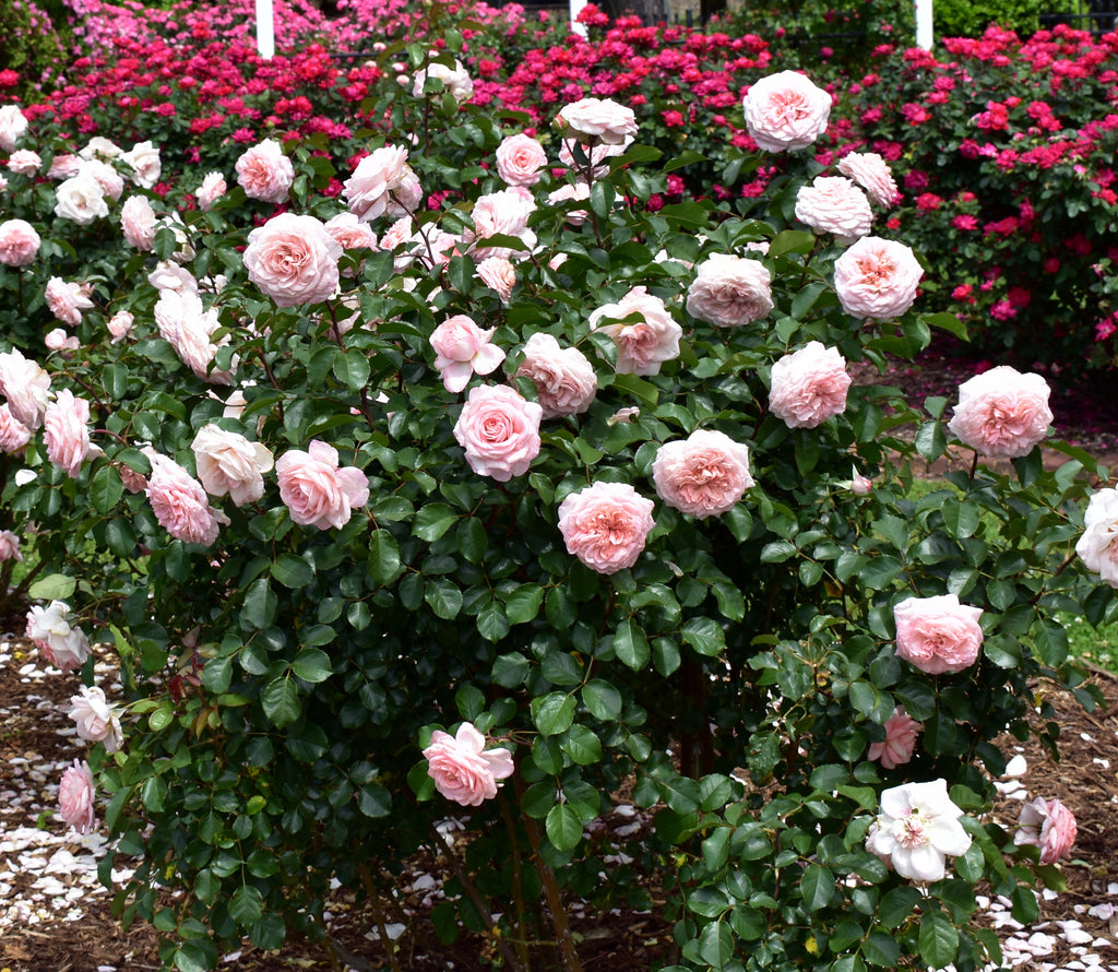 Savannah (KORvioros) – Northland Rosarium