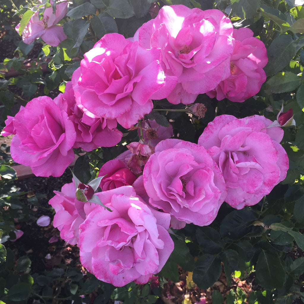 Barbra Streisand® (WEKquaneze) – Northland Rosarium