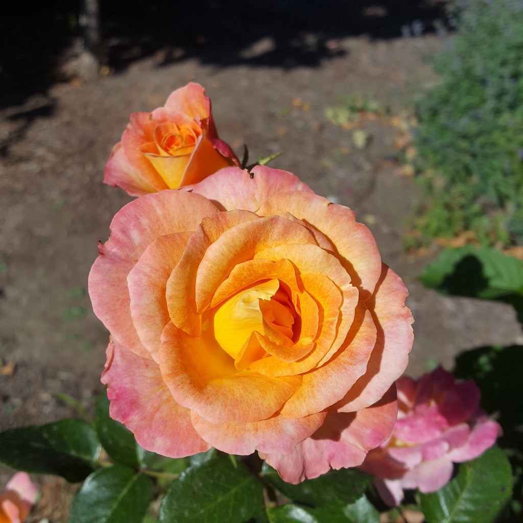 Day Breaker (FRYcentury) – Northland Rosarium