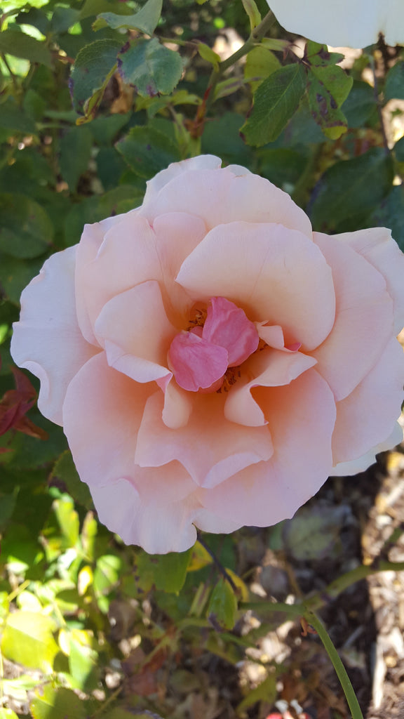 ☆美品☆OREN Blooming Rose Pearl One Piece Mother of Pearl® – Antique Rose Emporium