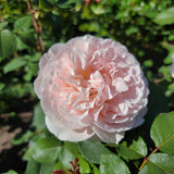Bliss Parfuma (KORmarzau)