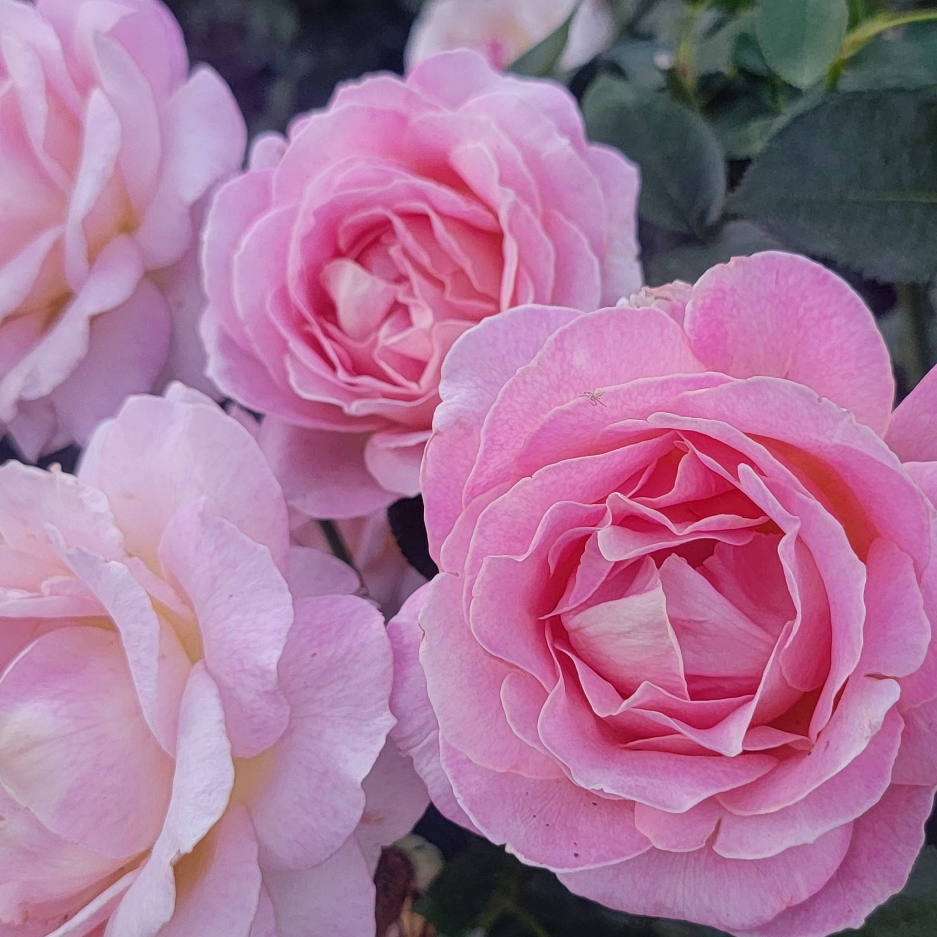 リーカ　PINK ROSE、MINT BLEND TEA リーカ PINK ROSE、MINT BLEND TEA - メルカリ