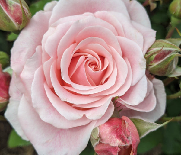 beautiful pink supple fragrance sweet spicy art colorful color Dorcus Buck smile happy grace anxiety sadness hope hopefullness joy together bright enjoy hardy bloom blooms season green foliage leaves petals unique cool positive love gratitude grateful