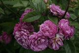 Excellence von Schubert