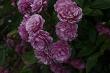 Excellence von Schubert