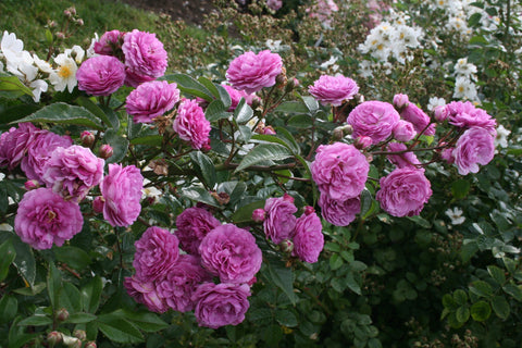 Excellence von Schubert