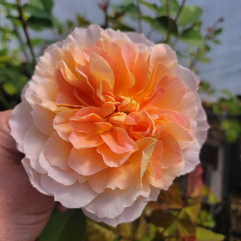 Flaming June