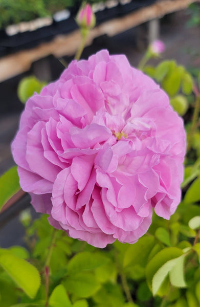 gros plant Gros Choux d'Hollande – Northland Rosarium