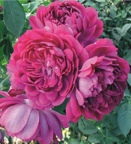 Sultry Night™ (WEKswipufste)