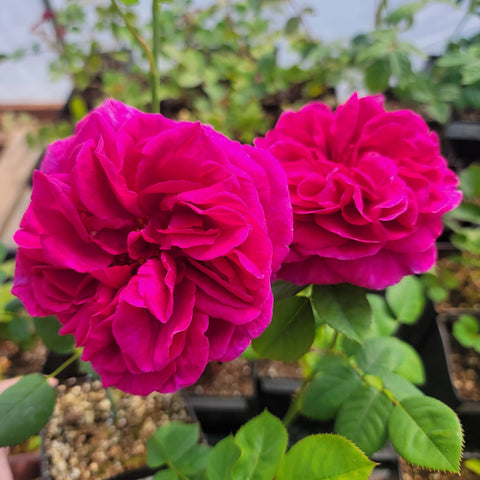 Wenlock Roses David Austin English Roses – Northland Rosarium