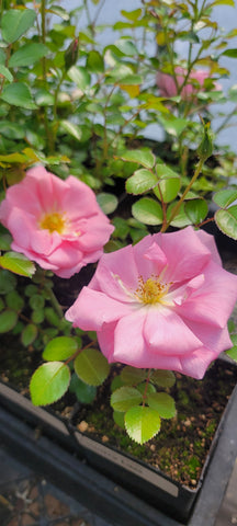 Country Lass (KORfullwind)