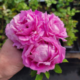 Rose de Rescht  (Portland)