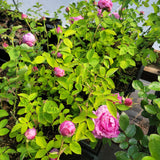 Rose de Rescht  (Portland)