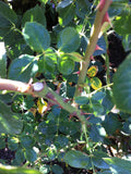 Thorns on Abraham Darby Rose Bush