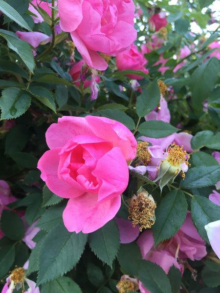EVERNAIL K Apple Rose Tea オーバルミディアム L EVERNAIL エバー