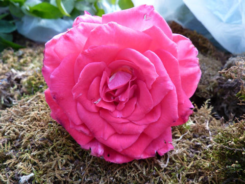 Baronne de Rothschild (MEIgriso)