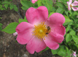 Complicata