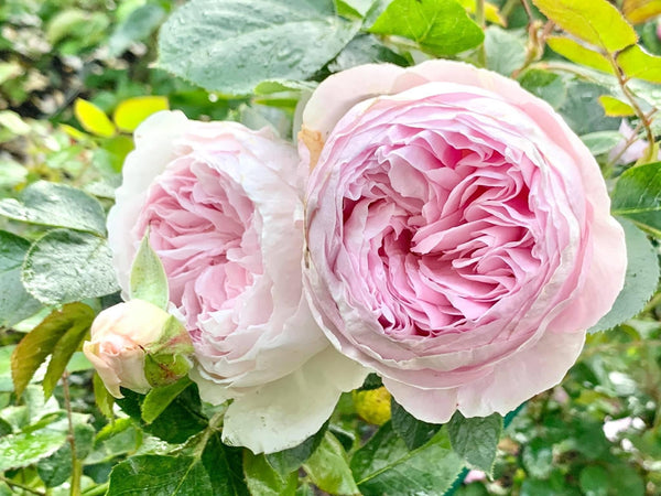 Earth Angel (KORgeowim) – Northland Rosarium