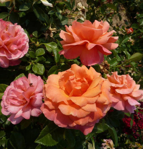 Easy Does Roses Easy Does It Rose
