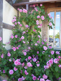 Gertrude Jekyll climbing rose