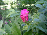 Hansa