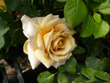 Honey Dijon Hybrid Tea fragrant and unique