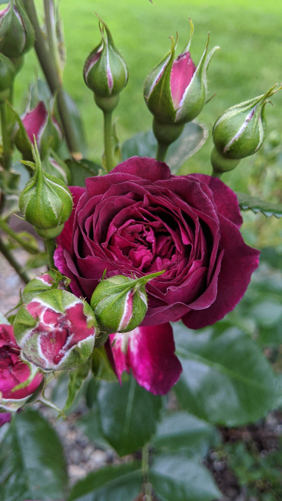 Ebb Tide (WEKsmopur) Northland Rosarium