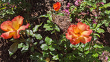 Playboy rose