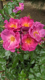 Wild Rover  (DIChirap)