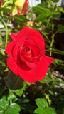 Ketchup & Mustard Floribunda rose unique red with yellow reverse continuous blooms hardy and prolific
